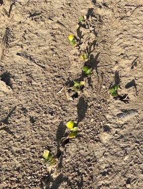 Soybeans emerging from the ground.